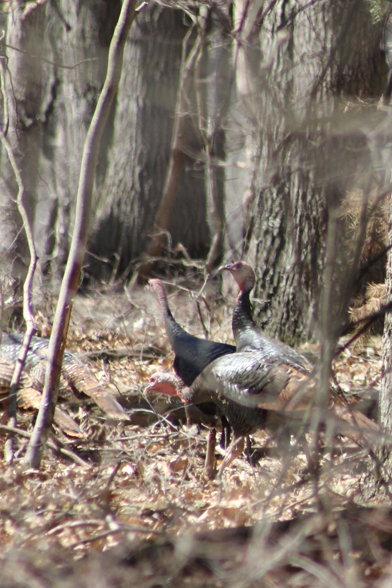 Wild Turkey - ML617894118