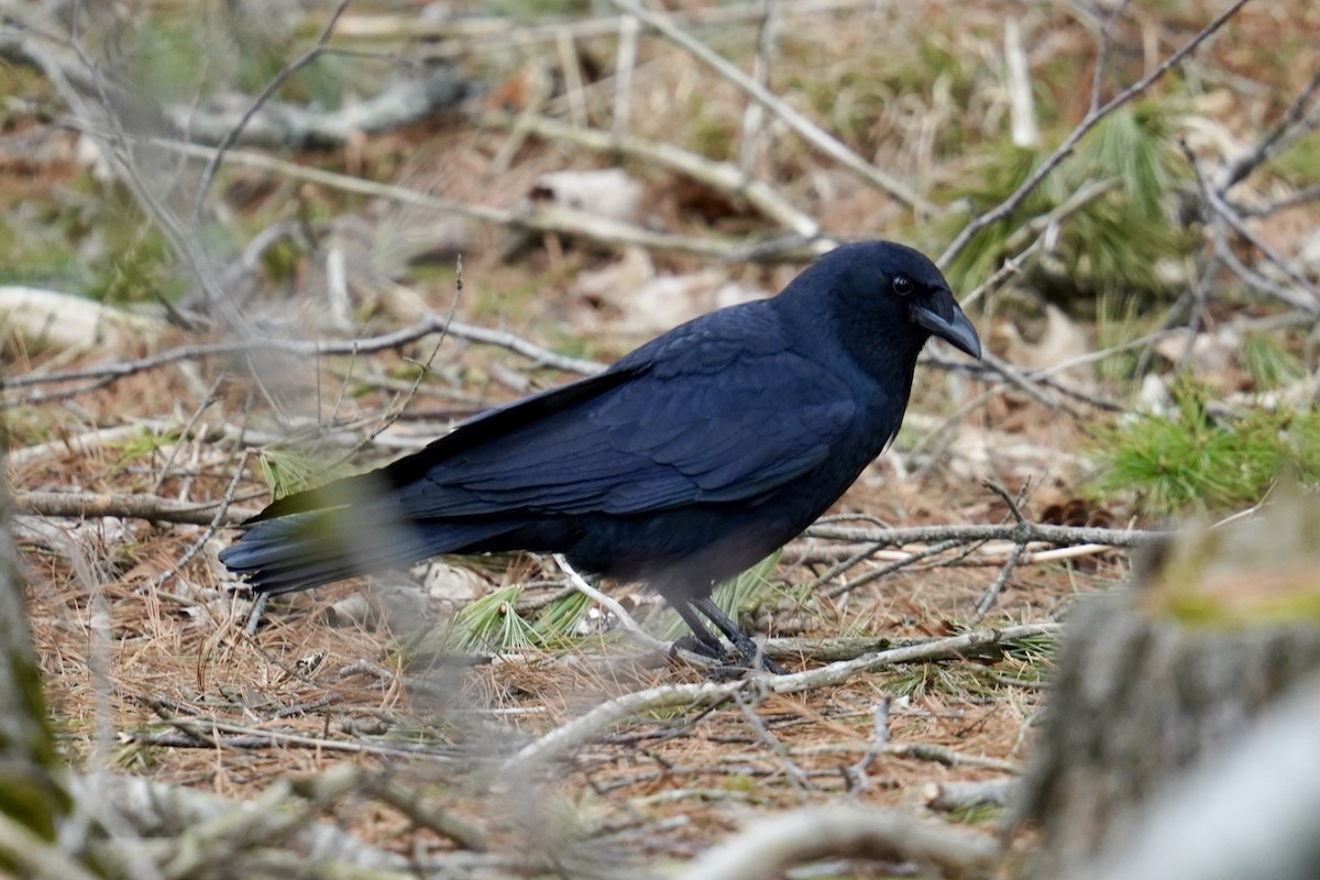 Fish Crow - ML617894140