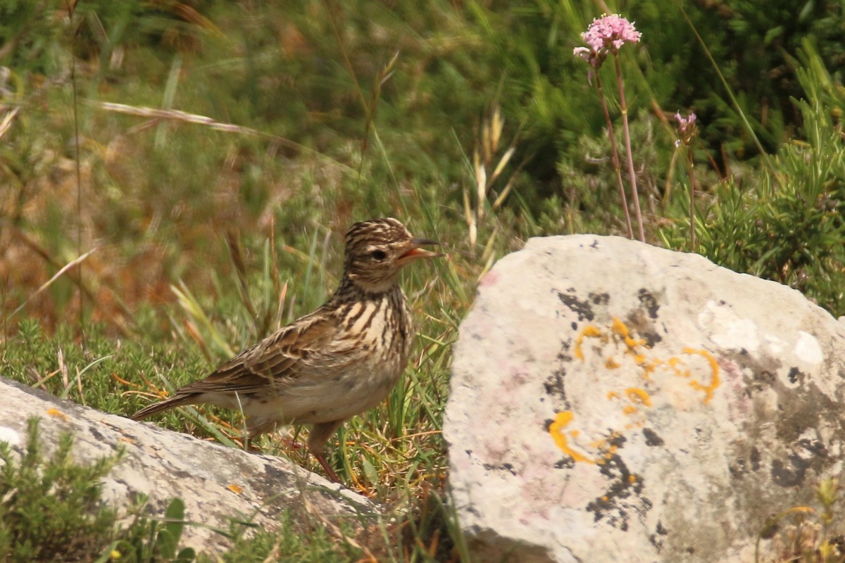 Eurasian Skylark - ML617894155