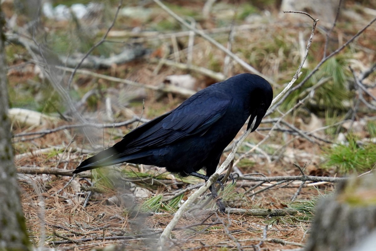 Fish Crow - ML617894166