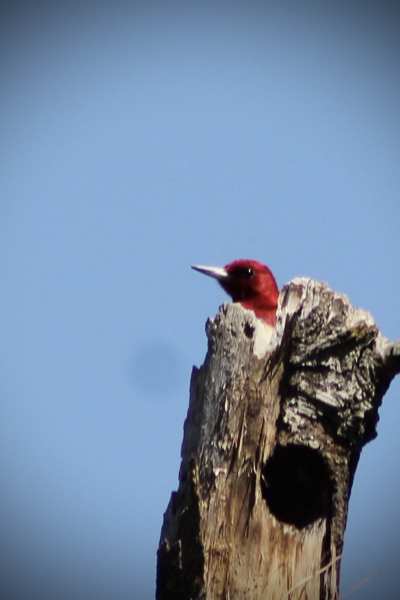 Red-headed Woodpecker - ML617894300
