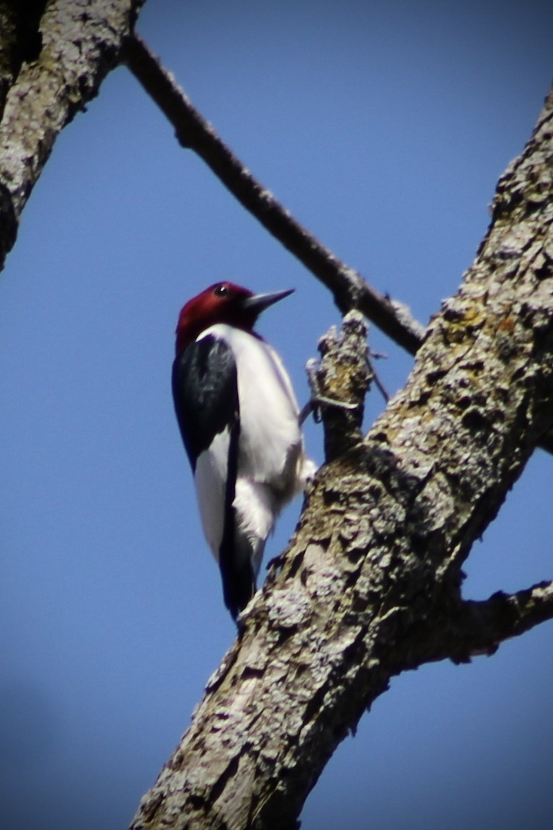 Red-headed Woodpecker - ML617894301