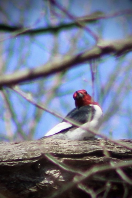 Red-headed Woodpecker - ML617894302
