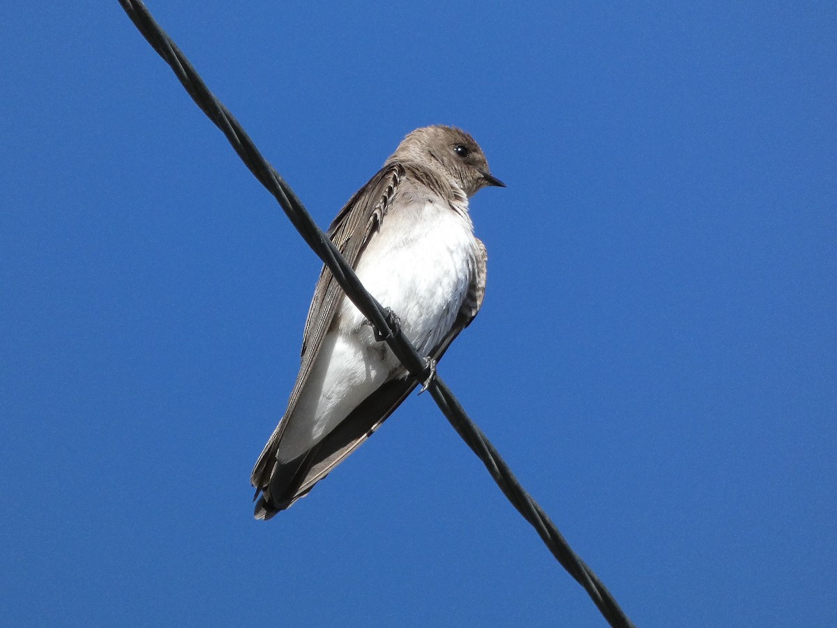 Northern Rough-winged Swallow - ML617894310