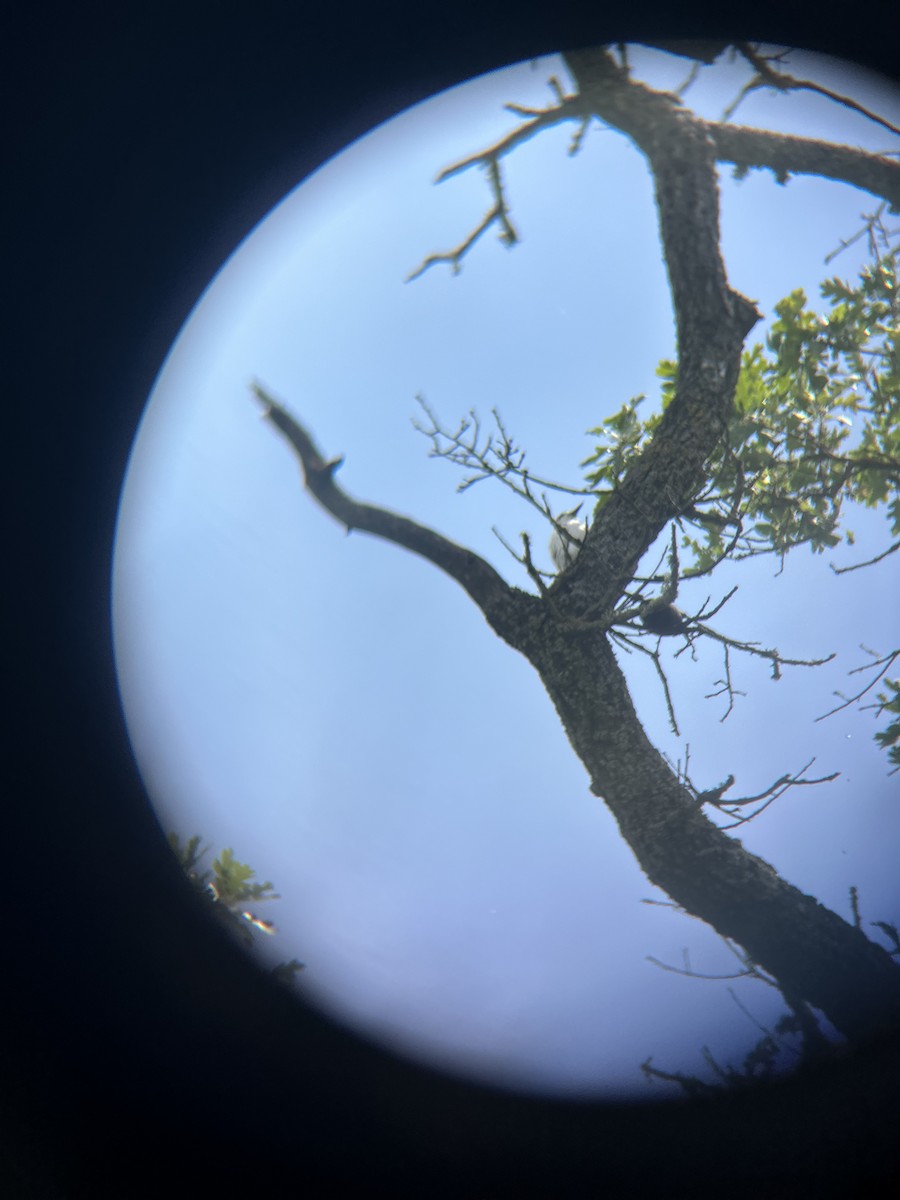 Acorn Woodpecker - ML617894312