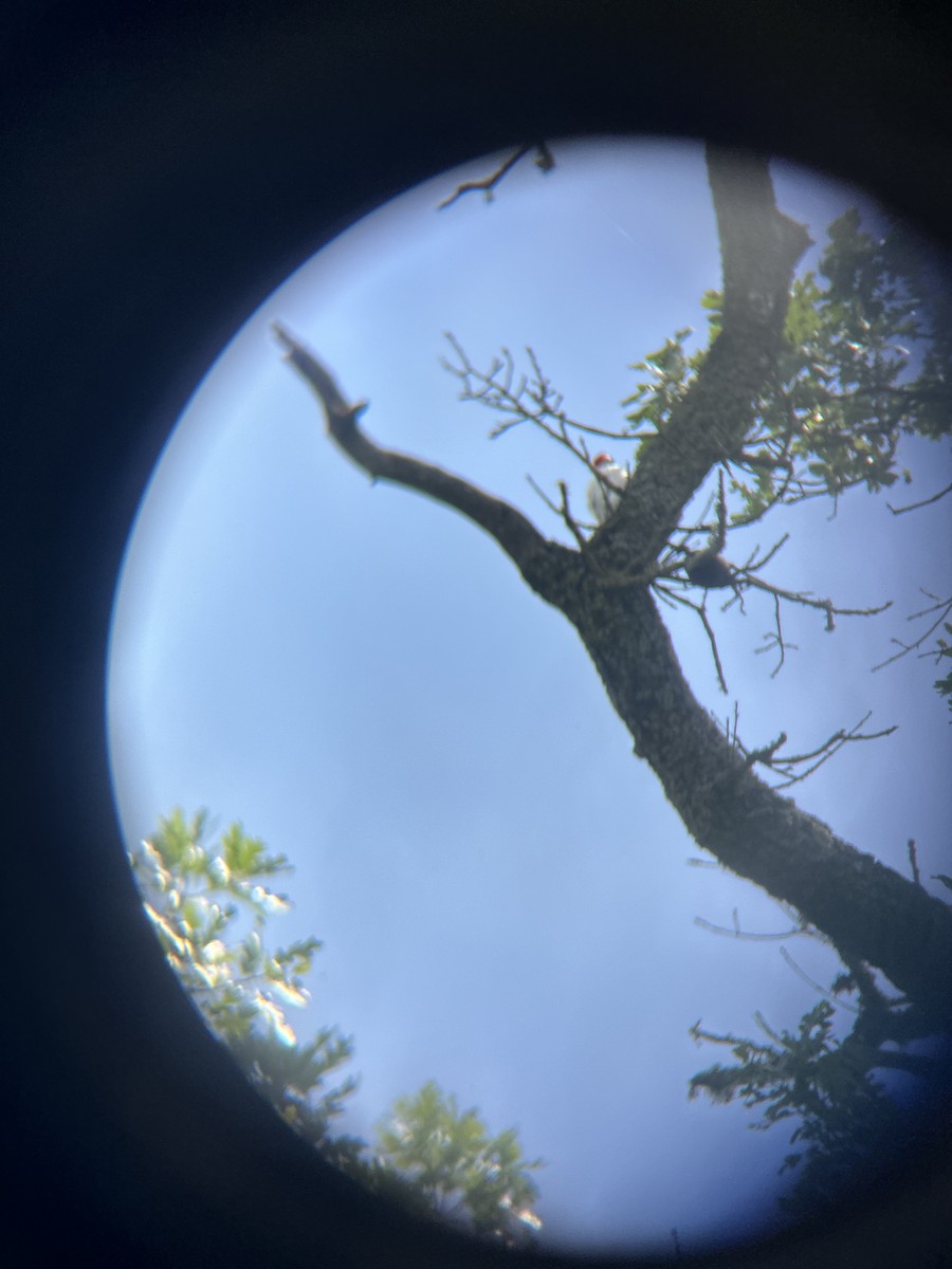 Acorn Woodpecker - ML617894313