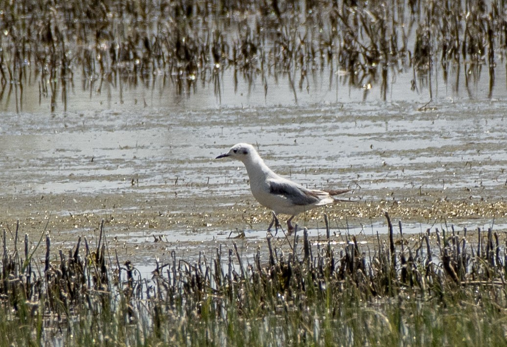 Bonaparte's Gull - ML617894343