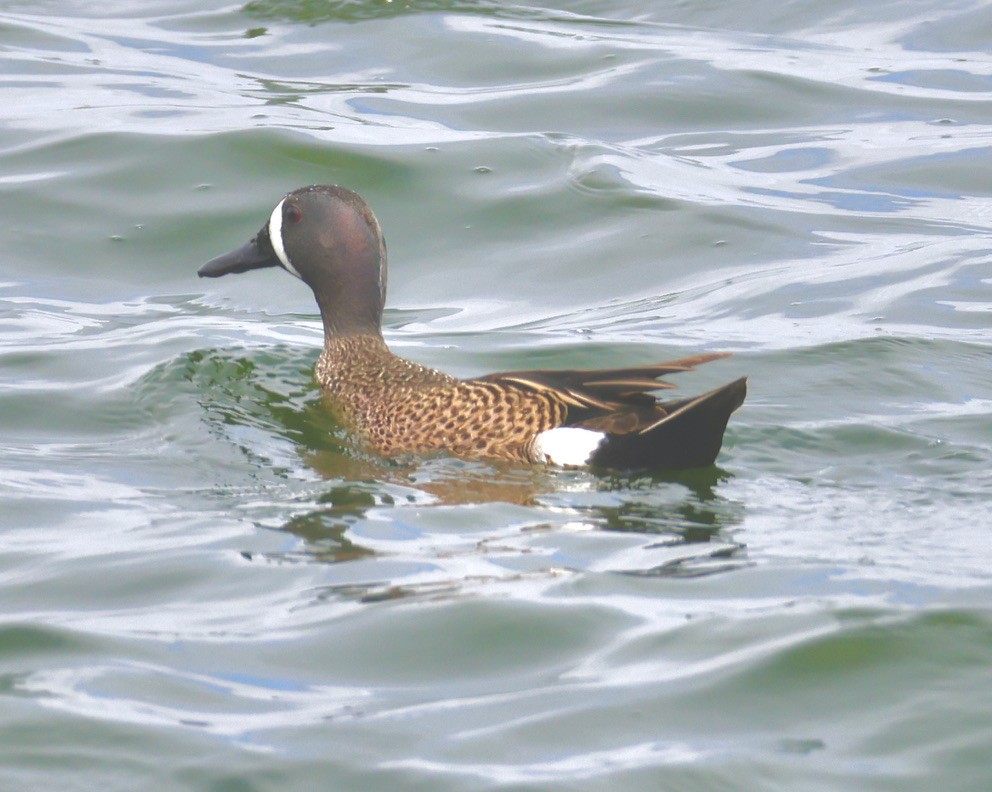 Blue-winged Teal - ML617894353