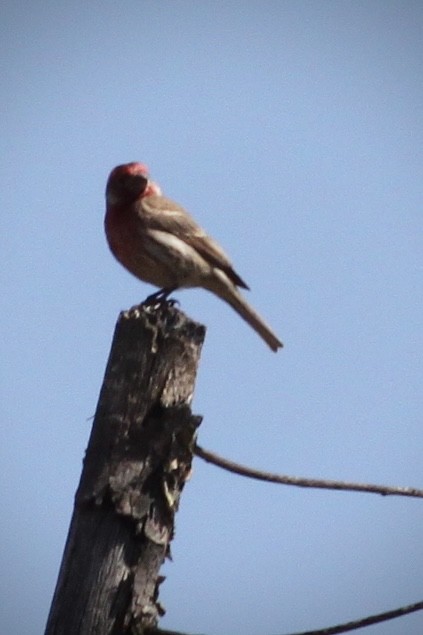 House Finch - ML617894355