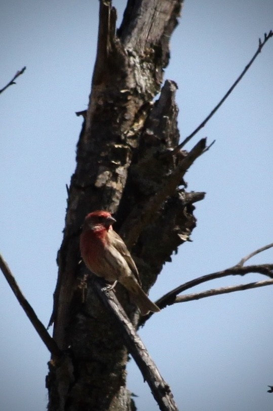 House Finch - ML617894356