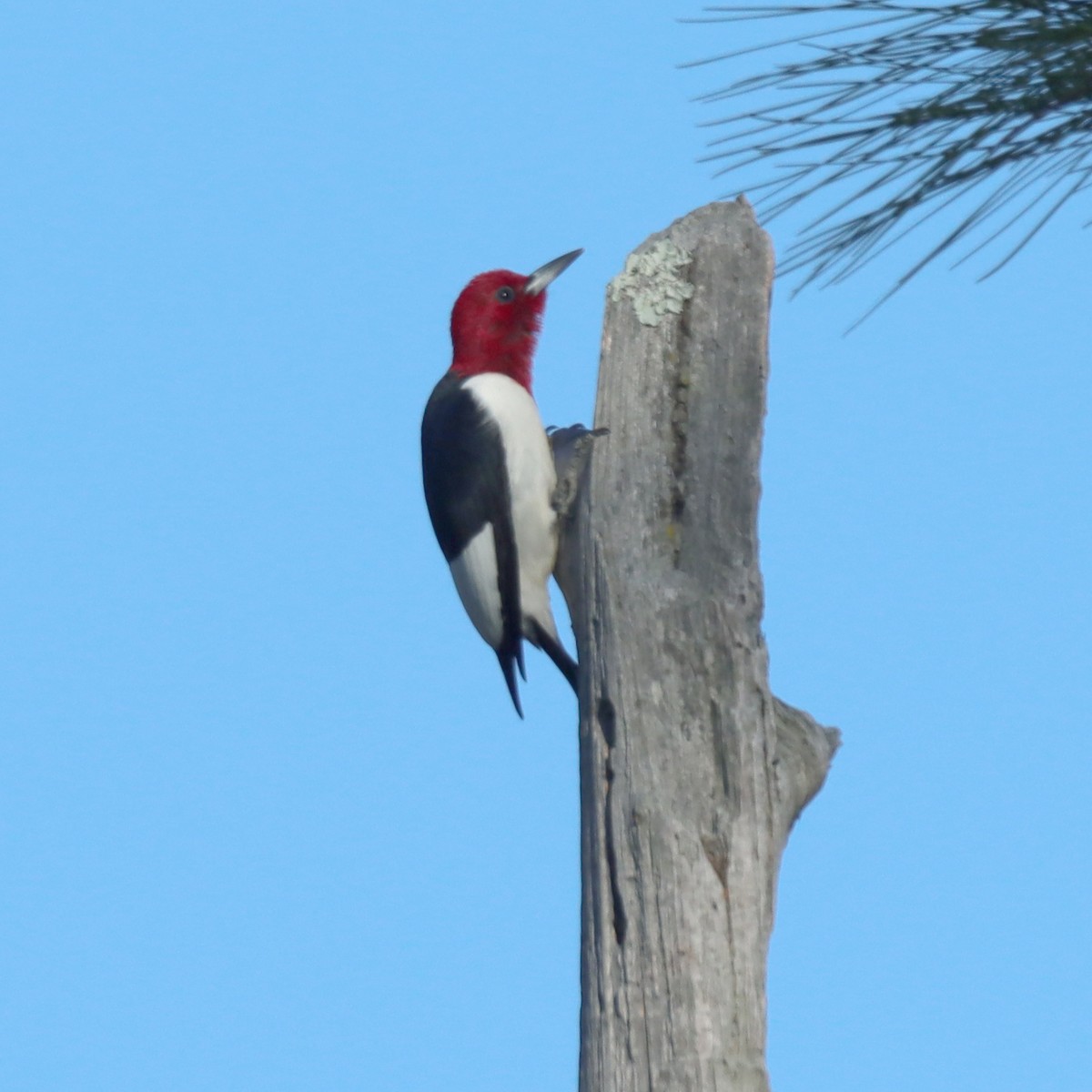 Red-headed Woodpecker - ML617894360