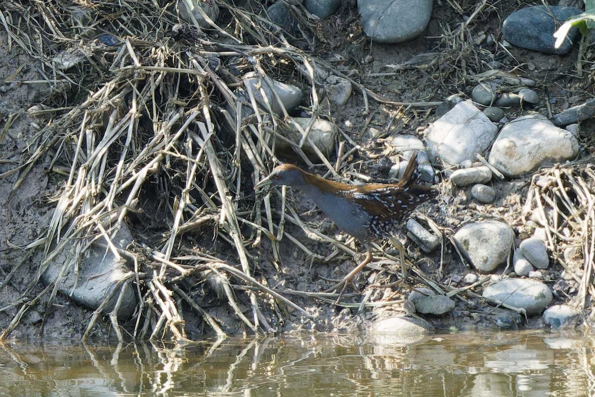 Baillon's Crake - Matthew Mellor