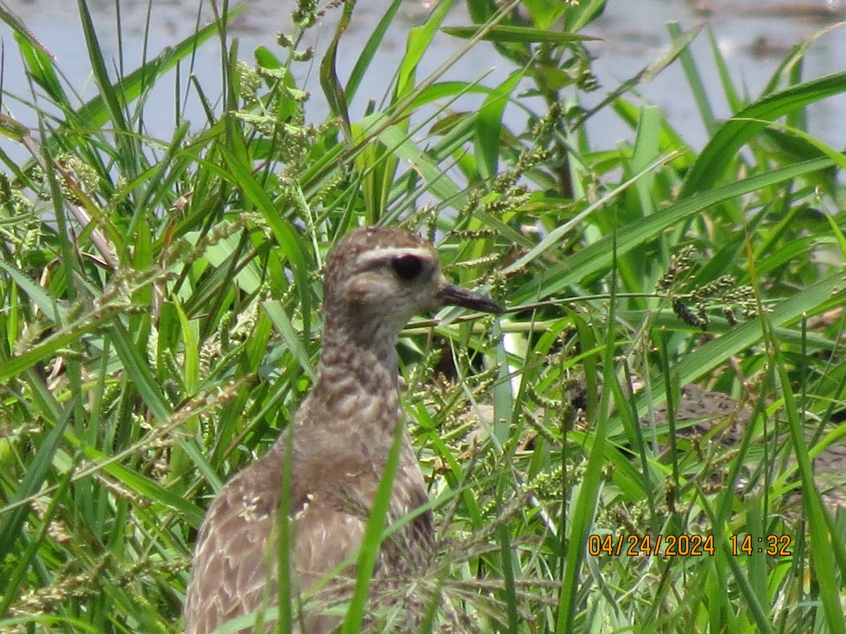 American Golden-Plover - ML617894397