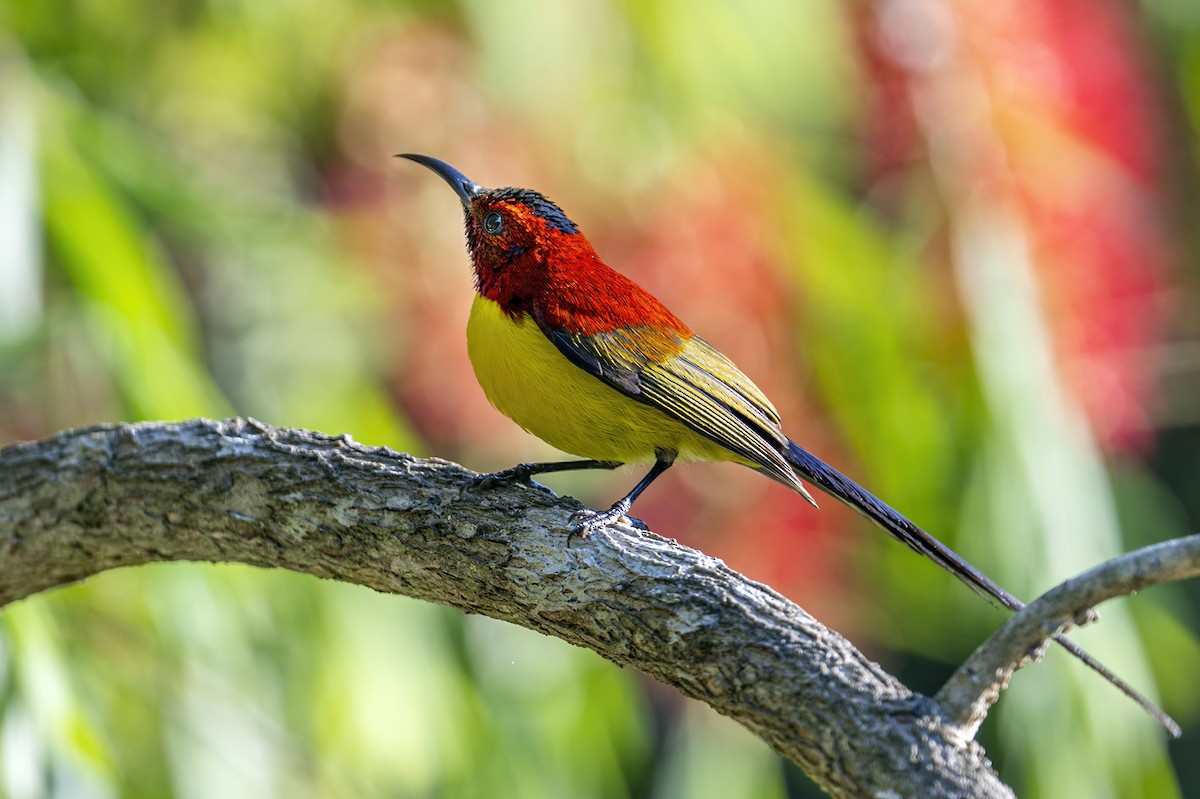 Mrs. Gould's Sunbird (Purple-rumped) - ML617894435