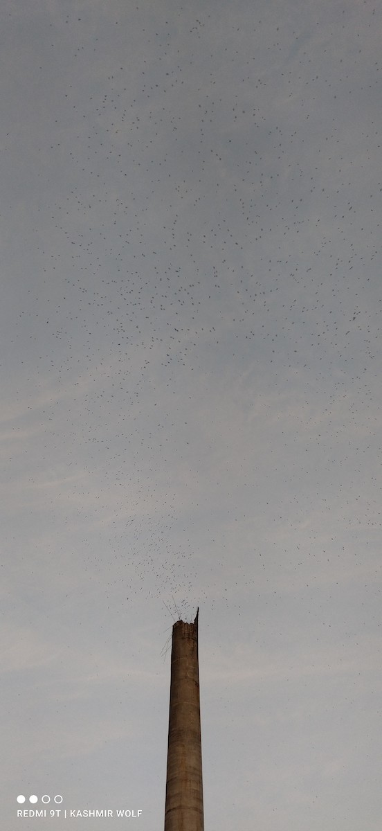 Vaux's Swift - ML617894483