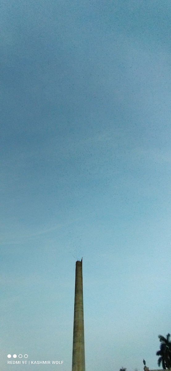 Vaux's Swift - ML617894485