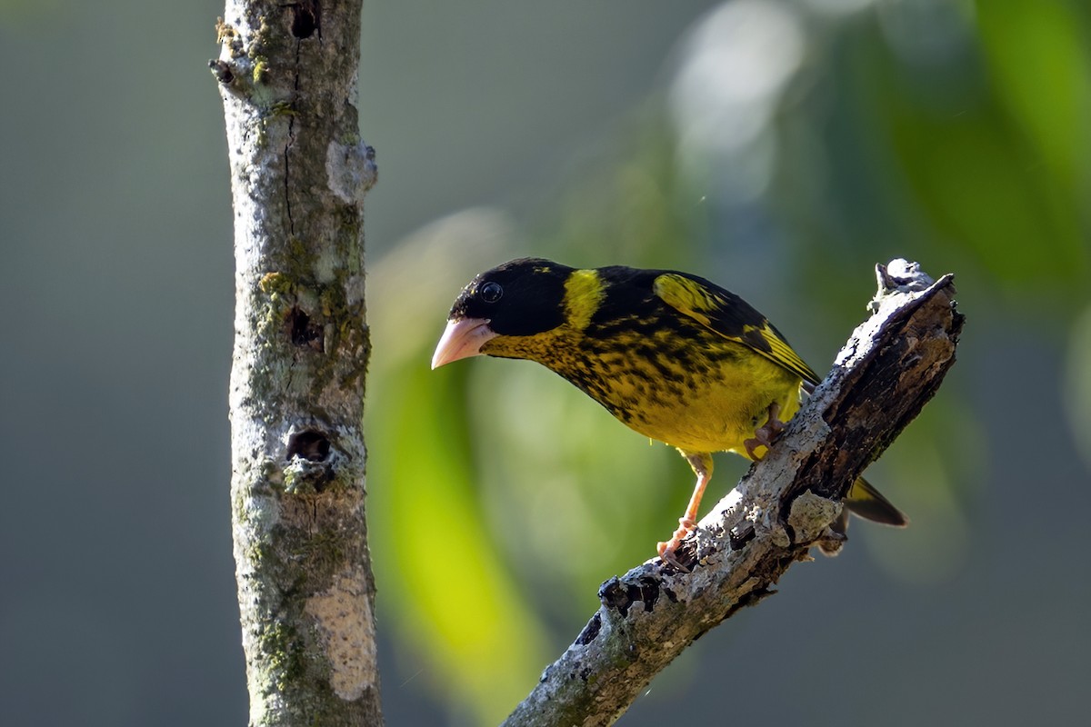 Vietnamese Greenfinch - ML617894505