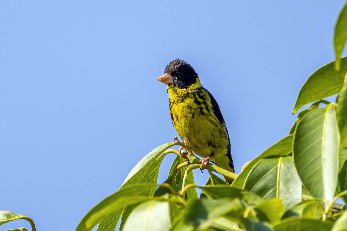 Vietnamese Greenfinch - ML617894507