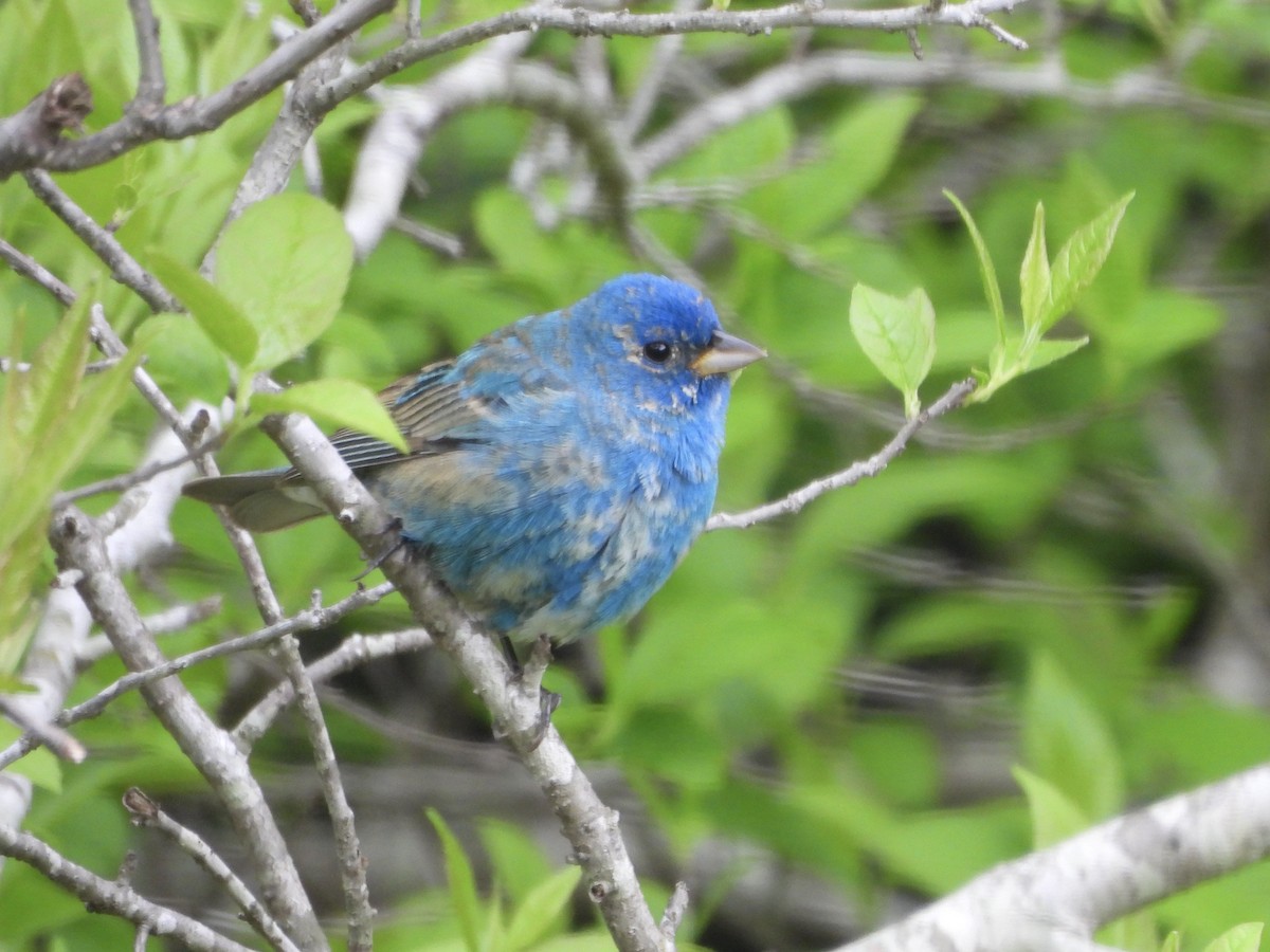 Indigo Bunting - Karen & Tom Beatty