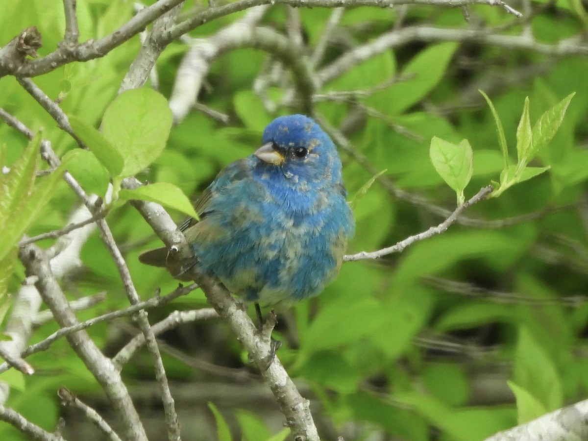 Indigo Bunting - Karen & Tom Beatty