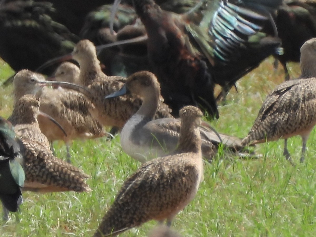 Northern Pintail - ML617894554