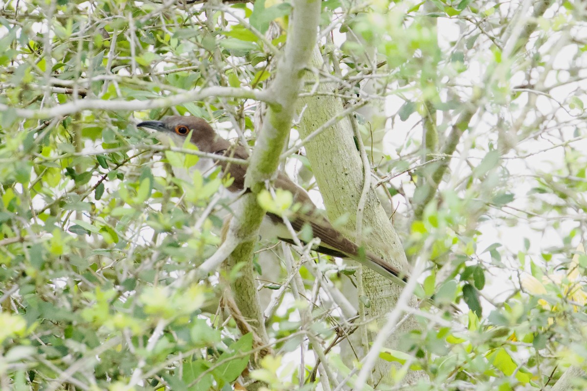 Black-billed Cuckoo - ML617894564