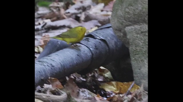 Wilson's Warbler - ML617894567