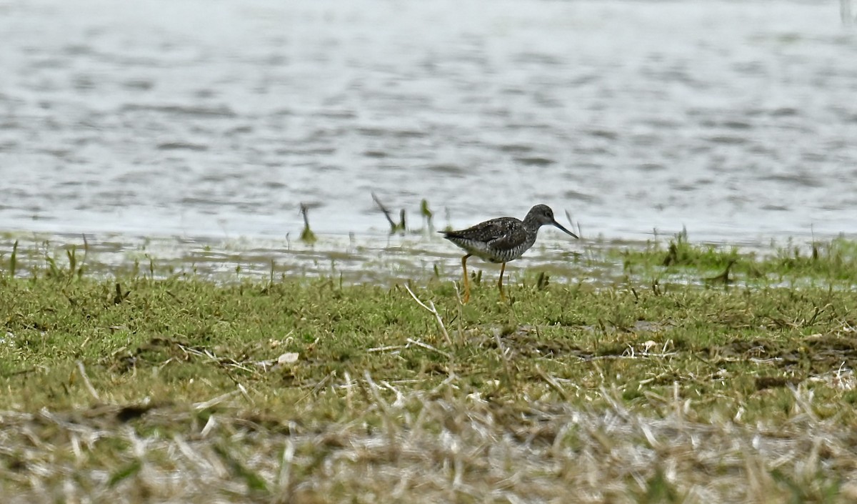 Greater Yellowlegs - ML617894570