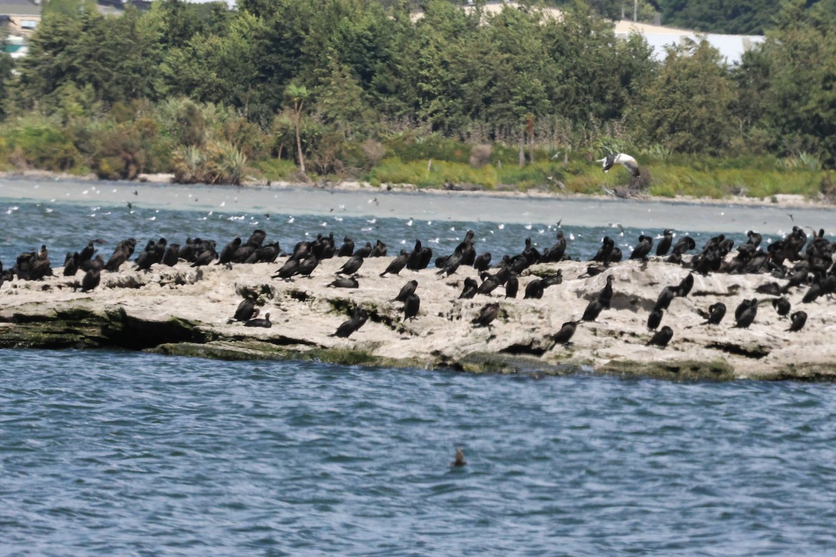 Cormorán Totinegro - ML617894592