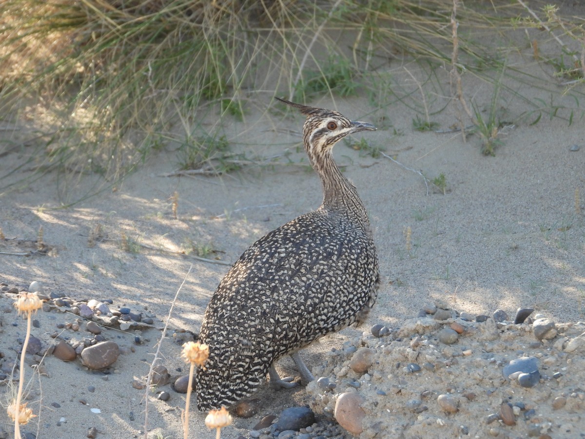 Elegant Crested-Tinamou - Más Aves