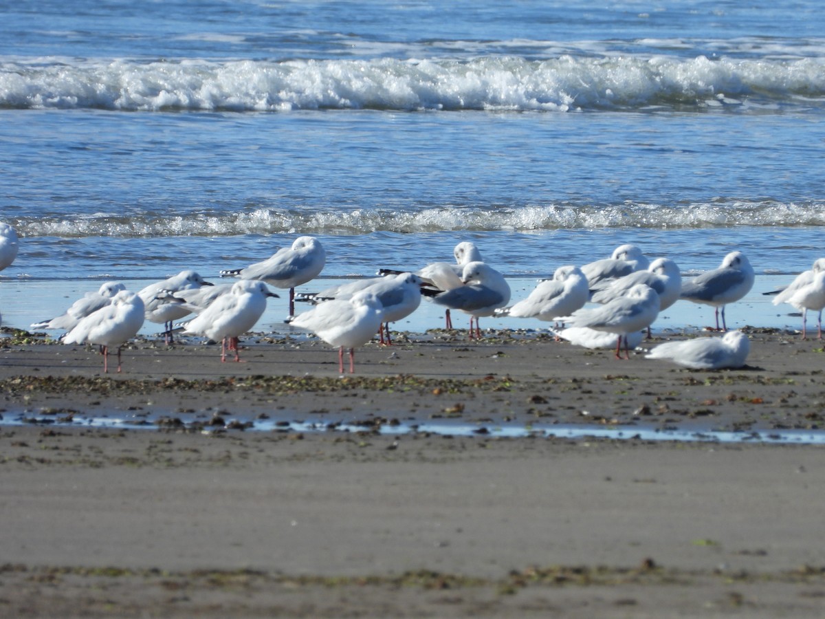 Brown-hooded Gull - ML617894620