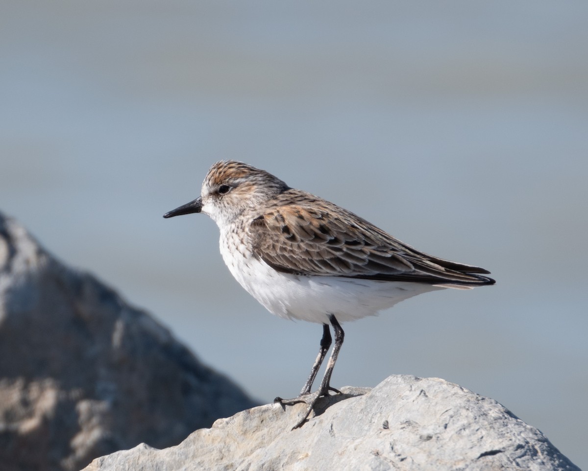 Semipalmated Sandpiper - Stewart Mayhew