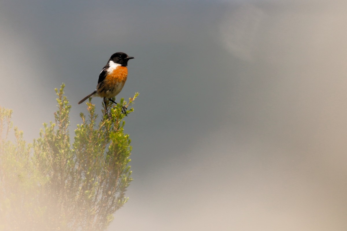 European Stonechat - ML617894633