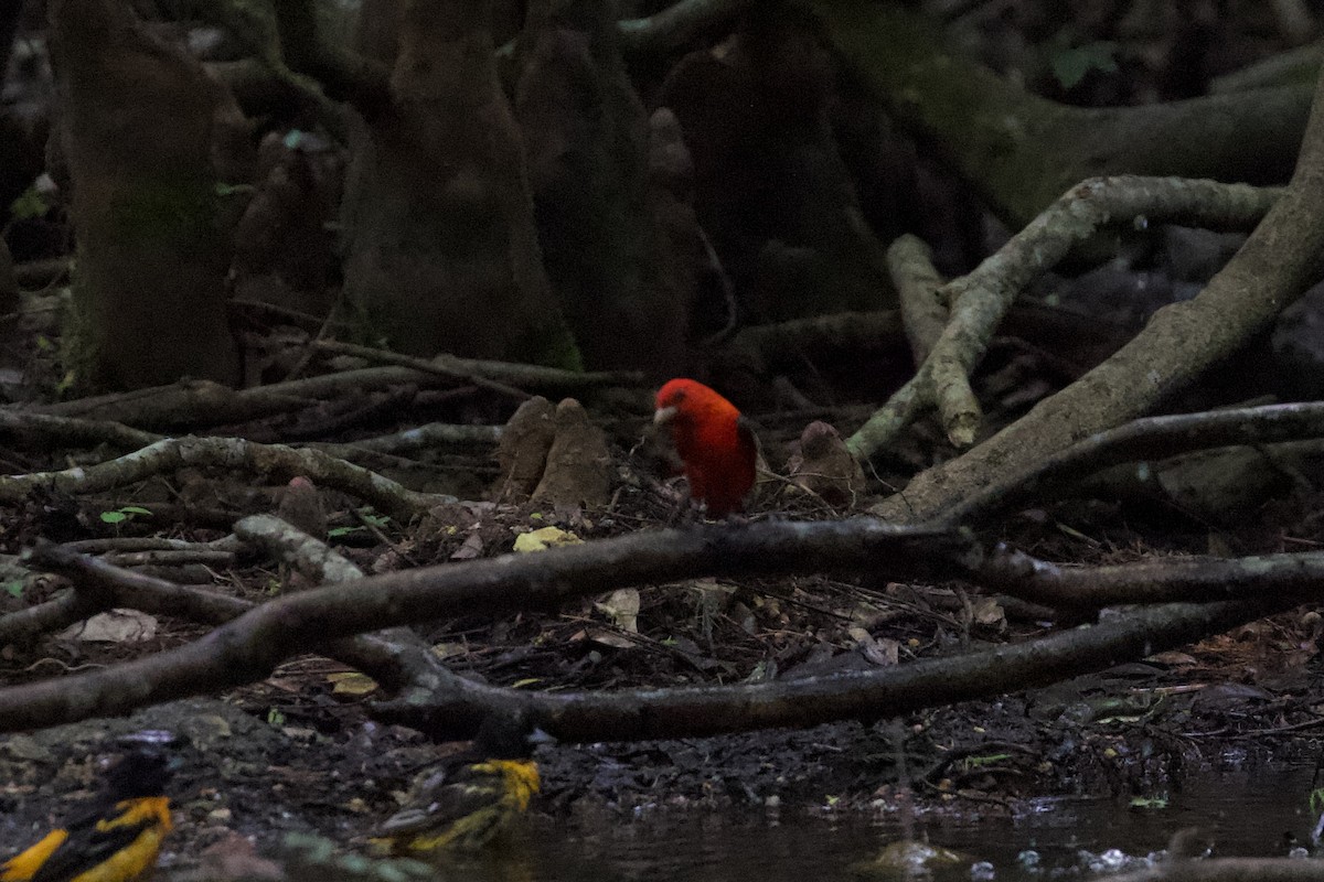 Scarlet Tanager - Mike Sanders