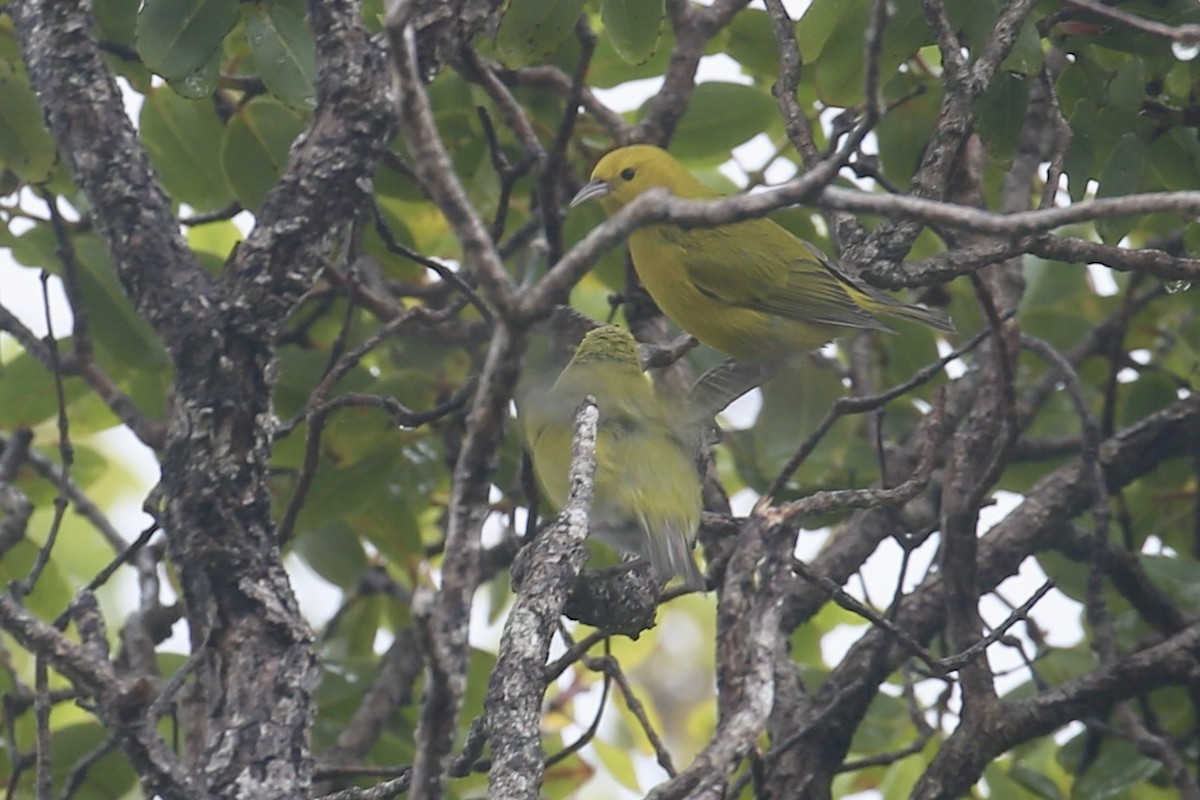 Gelbkleidervogel - ML617894685