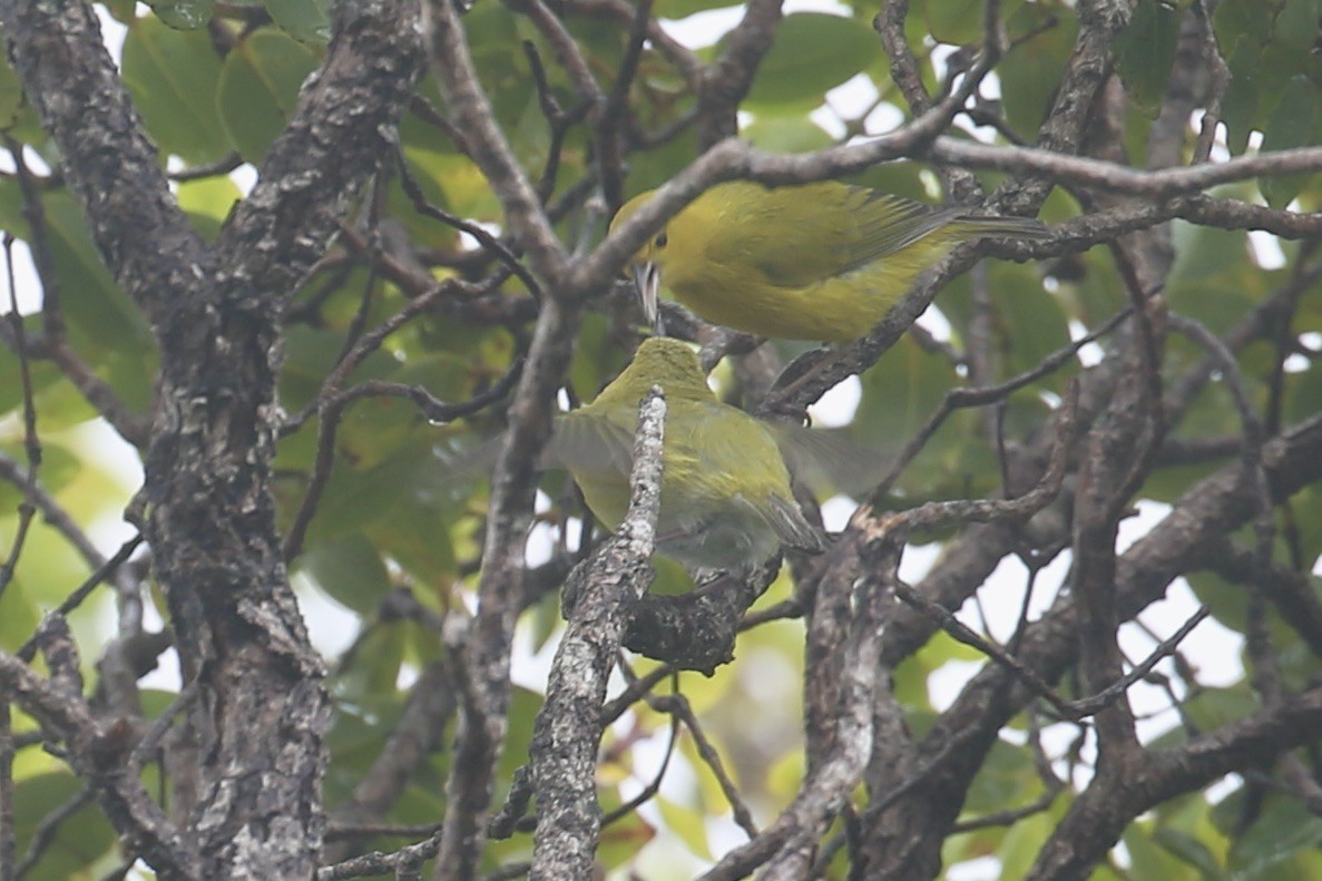 Anianiau de Kauai - ML617894686