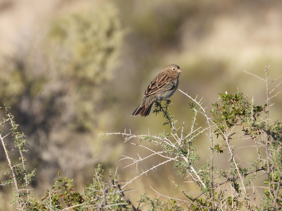 Carbonated Sierra Finch - ML617894711