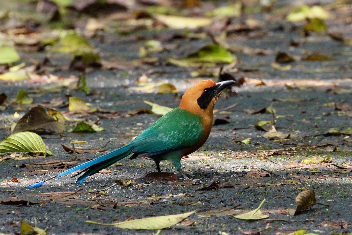 Rufous Motmot - ML617894716