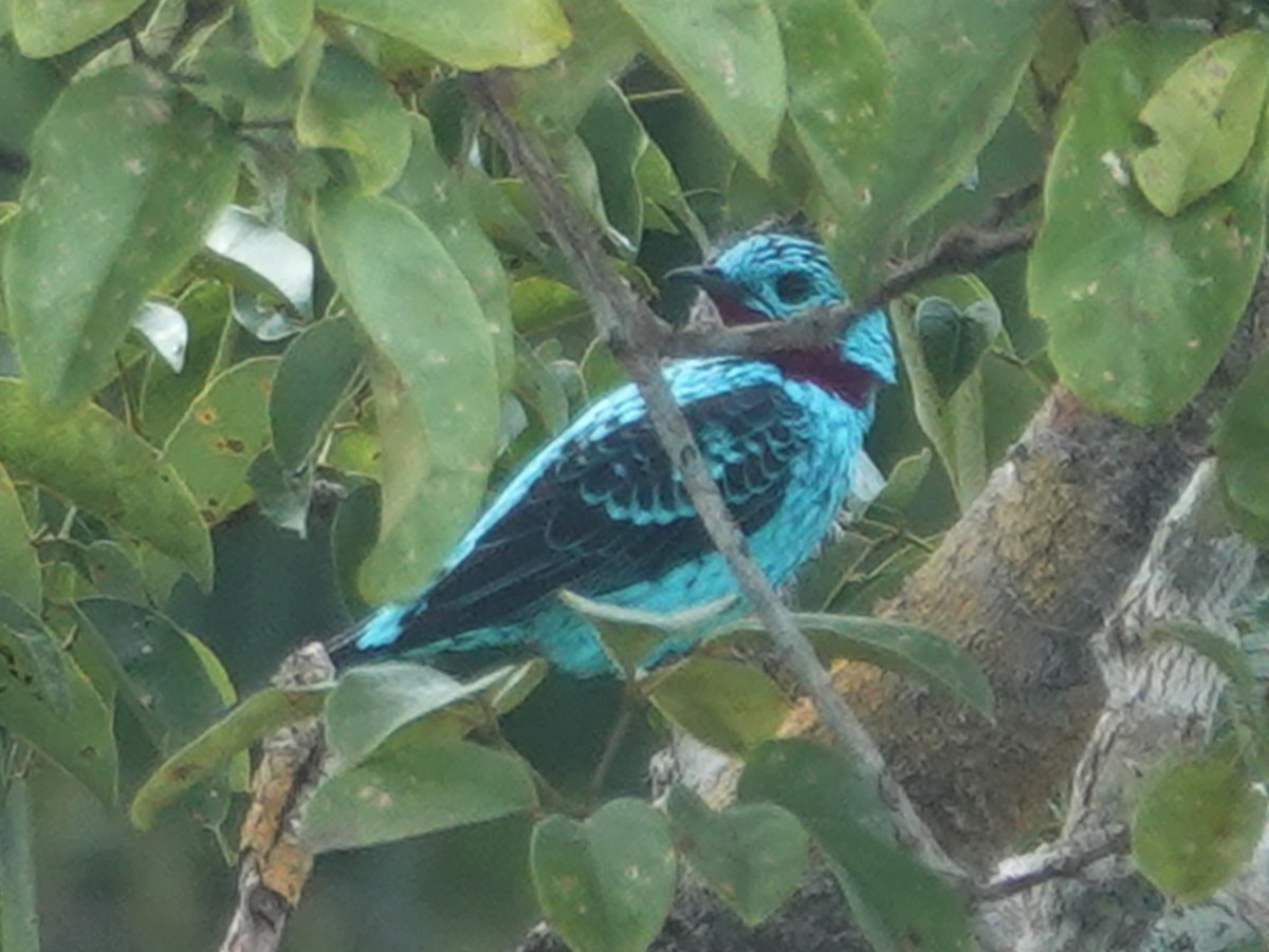 Cotinga Celeste - ML617894727