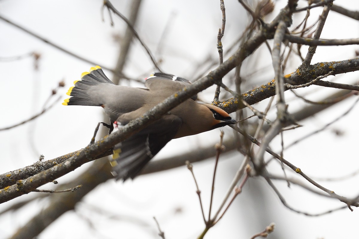 Bohemian Waxwing - ML617894748