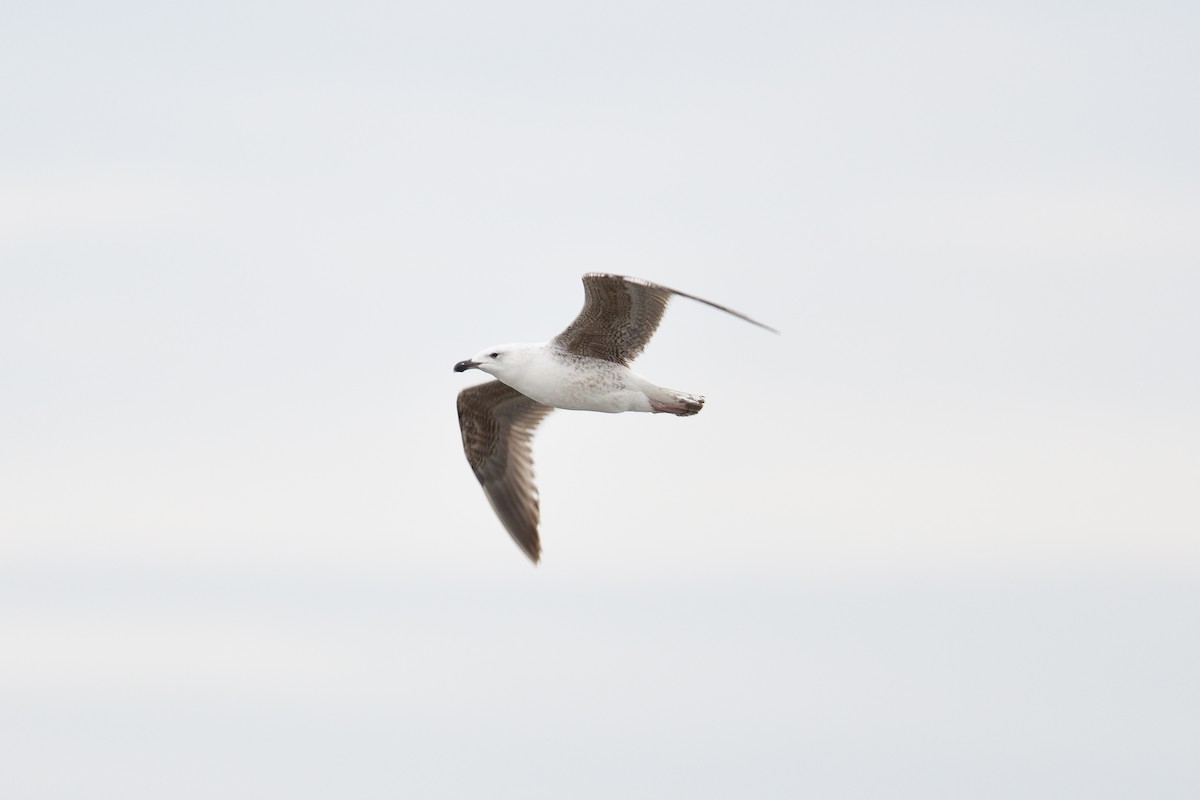 Great Black-backed Gull - ML617894777