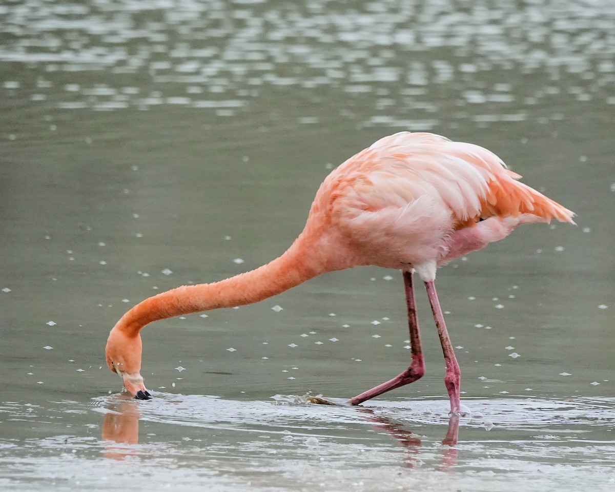 American Flamingo - ML617894790