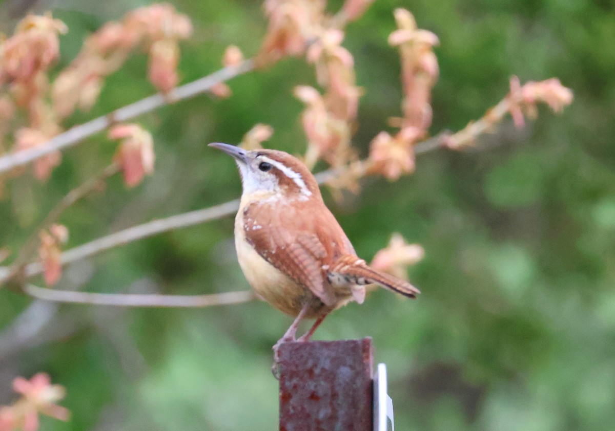 Carolina Wren - ML617894794