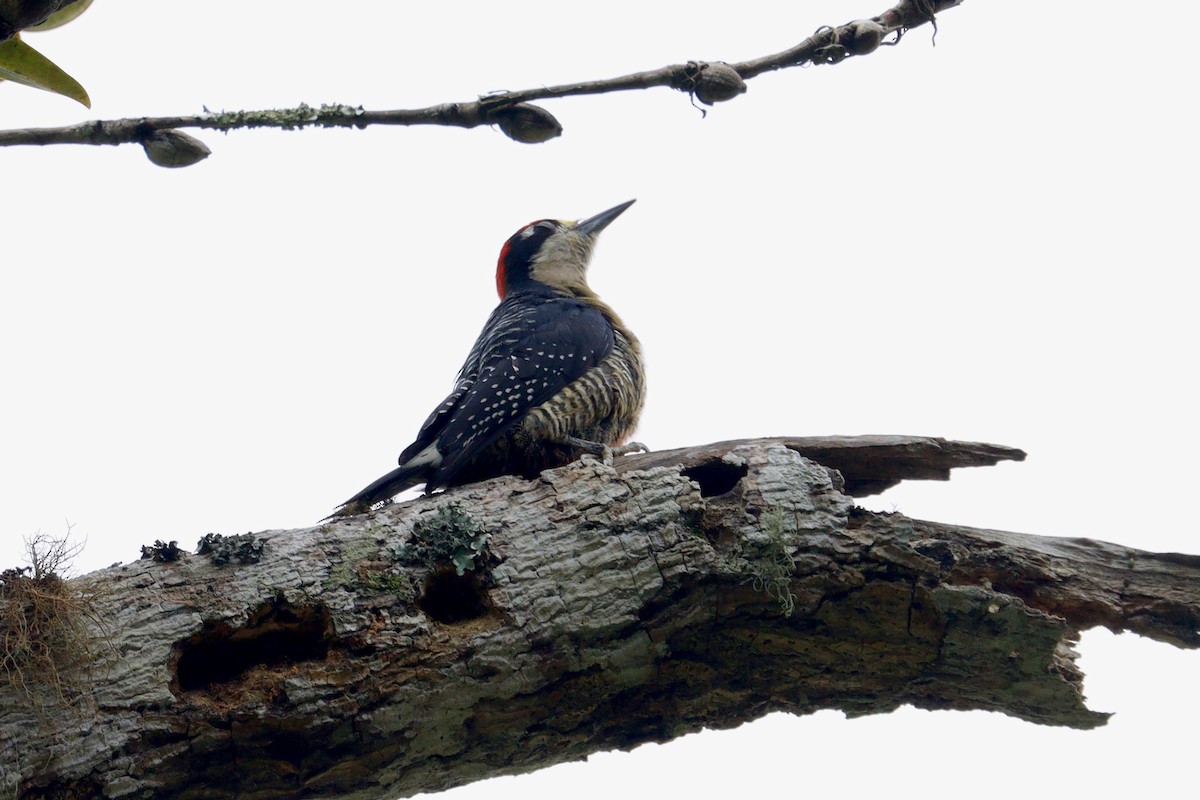 Black-cheeked Woodpecker - Paul Petrus
