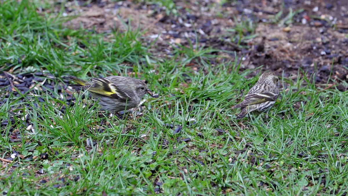 Pine Siskin (green morph) - ML617894868