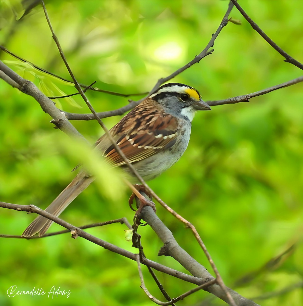 White-throated Sparrow - ML617894878