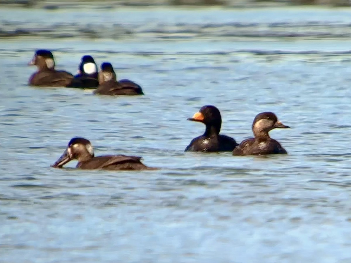 Black Scoter - Detlef Buettner