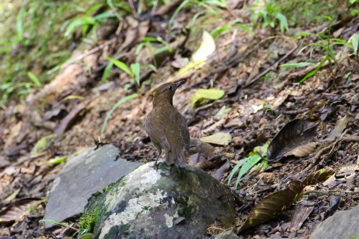 Pale-vented Thrush - ML617894986