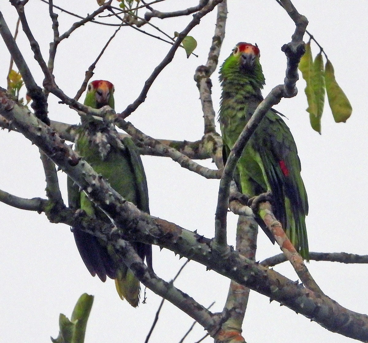 Red-lored Parrot - ML617894988