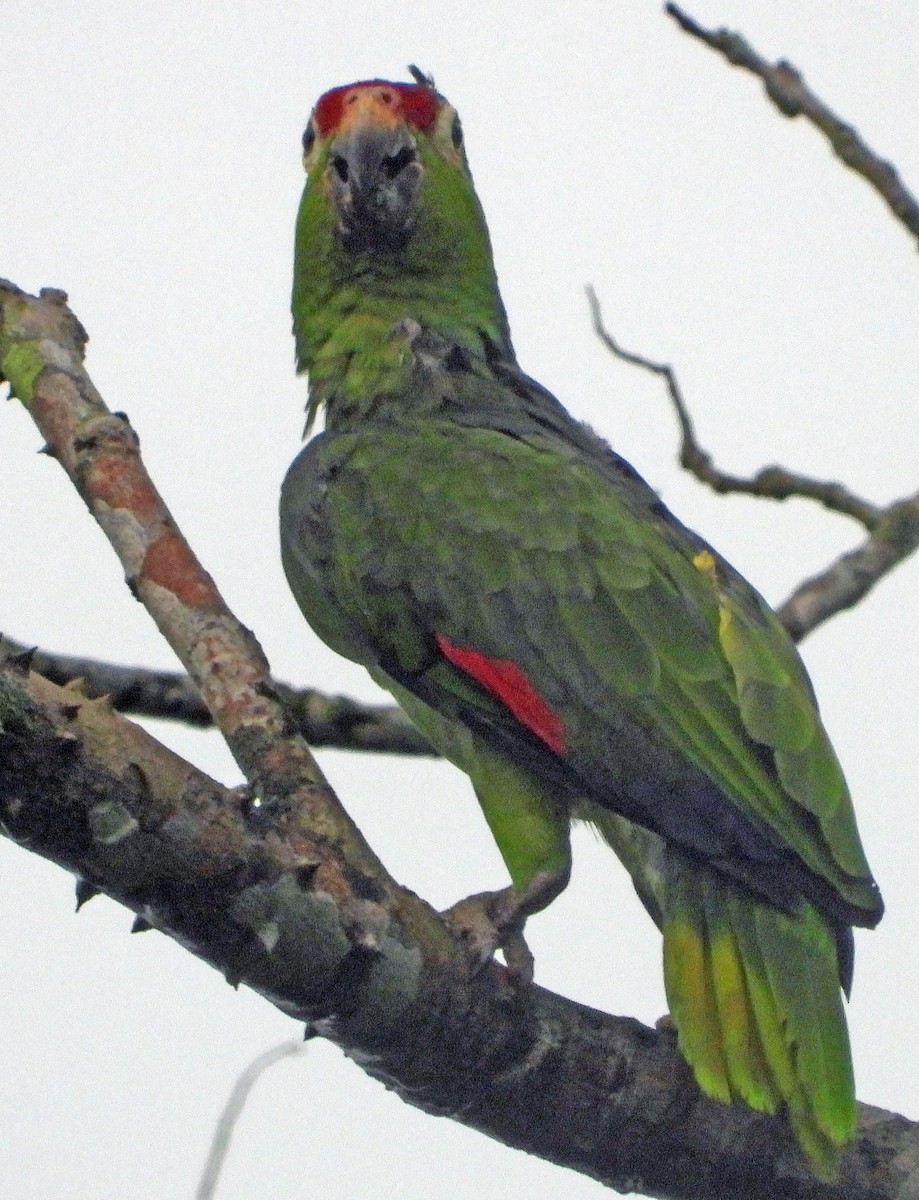 Red-lored Parrot - ML617894989